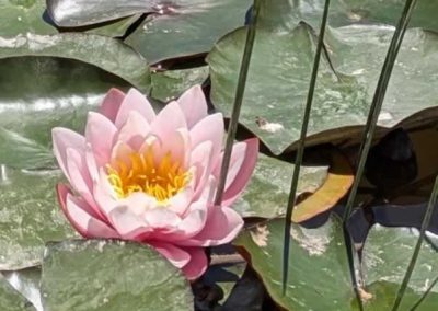 2026 Wild Swim and Yoga Retreat