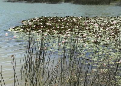 2026 Wild Swim and Yoga Retreat